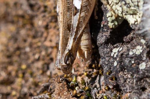 Dociostaurus sp.
